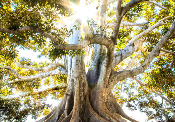 Arbol con grandes raices y luz del sol entre las ramas